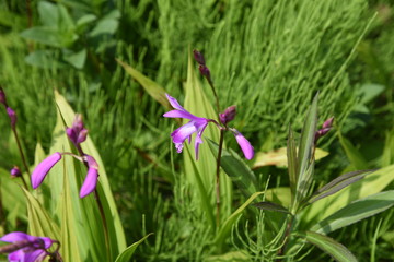 Hyacinth orchid (Bletilla striata)