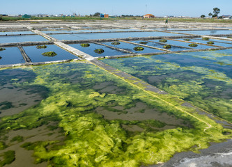 Aveiro Saline - Portugal