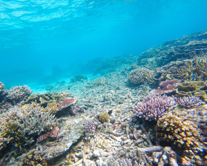 Naklejka na ściany i meble Bleaching Coral Reef of the Perhentian Islands, Malaysia, 2018.