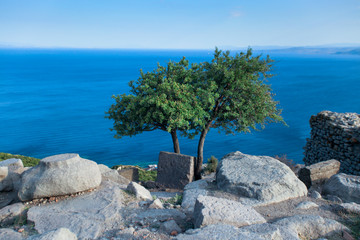 Olive trees on a hill top. Aegean Sea with cold blue color on the background. Old big ancient...