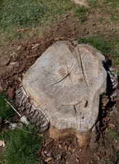 Fototapeta premium Sezione di tronco d'albero