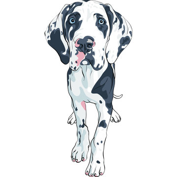 Great Dane Cartoon Images – Browse 1,169 Stock Photos, Vectors, and Video |  Adobe Stock