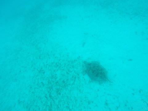 A beautiful green turtle gracifuly grases on sea grass off the Perhentian Islands, Malaysia.