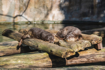 Beavers sleeping on a pile of wood