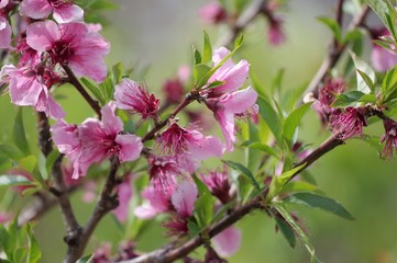 桃の花