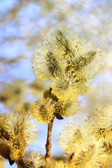 Obraz premium Spring blurred background with the first flowers of a willow, abstract first flowers of a willow with bokeh against the sky.
