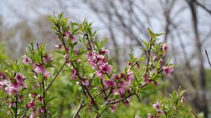 桃の花
