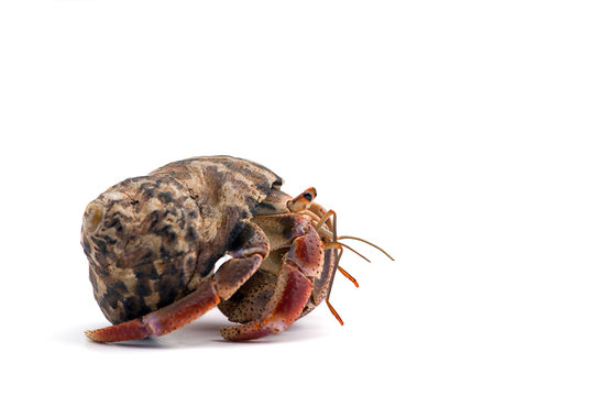 The hermit crab isolated on white background
