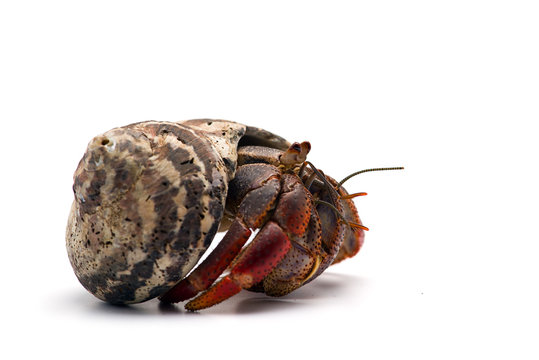 The hermit crab isolated on white background