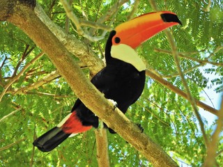 Beautiful toucan on the forest. Great wildlife scene. Animal scene. 