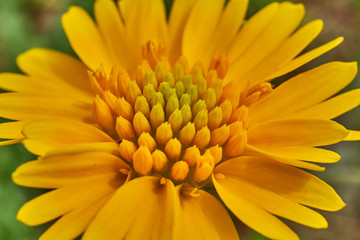 Beautiful wild spring Yellow Sneezweed (Helenium amarum) with green background.