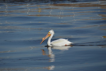 Pelicans relaxing on the water