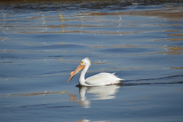 Pelicans relaxing on the water