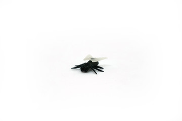 Black plastic fly with transparent white wings with six legs close-up isolated on white background.