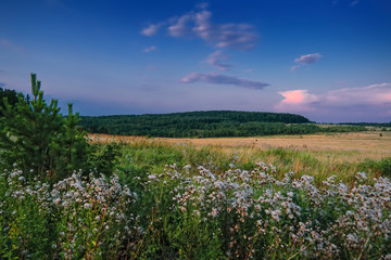 Evening landscape meadow against the backdrop of the forest at sunset.