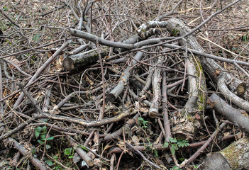The wood