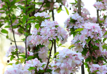 Flowering crabapple in the garden