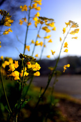 菜の花