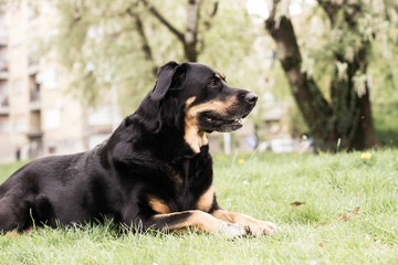 Portrait of mixed breed dog