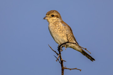 Red backed Shrike