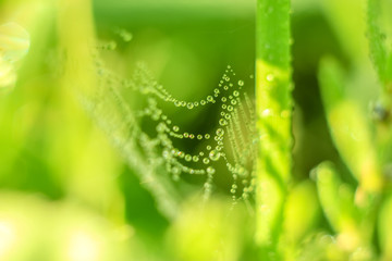 Close-up of abstract drops on a spider web with variable focus and blurred background in the rays of the rising sun. Blur and soft focus.