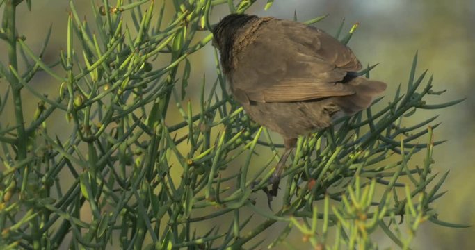 Darwin finch feeding