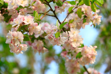 Flowering crabapple in the garden