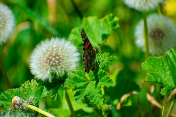 Painted Lady Butterfly on Green Leaf by Dandelion