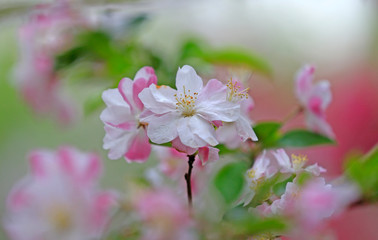 Flowering crabapple in the garden
