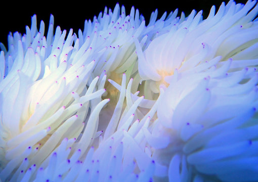 White Sebae Anemone - (Heteractis crispa)