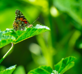 Painted Lady Butterfly on Green Leaf