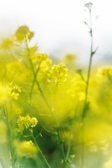 Obraz premium 菜の花