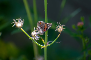 Painted Lady Butterfly on Green Leaf by Dandelion