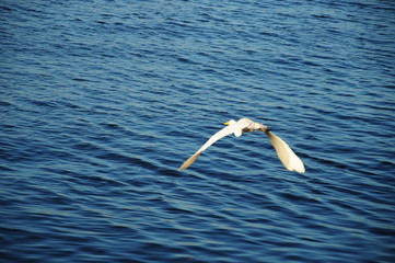 egret flying above the water