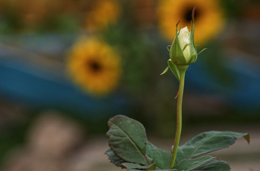 white rosebud