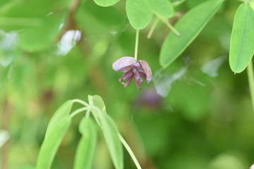  Chocolate vine blossoms