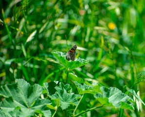 Painted Lady Butterfly on Green Leaf in tall grass