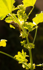 Carolina Grasshopper on plant, eating leaves