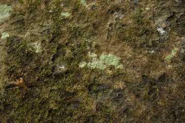 Moss wall background in nature