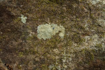 Moss wall background in nature