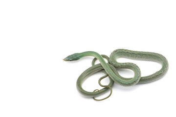 Fototapeta premium Vietnamese longnose rat snake isolated on white background