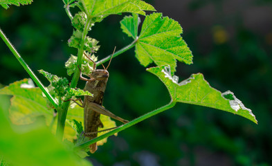 Naklejka premium Carolina Grasshopper on plant, eating leaves
