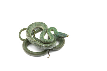 Vietnamese longnose rat snake isolated on white background