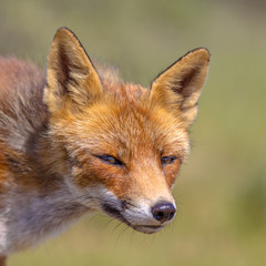 Red Fox cute portrait