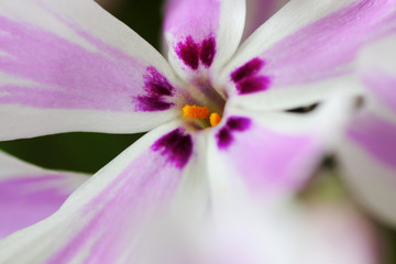 moss phlox flower closeup