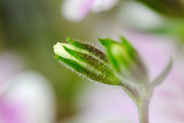 moss phlox bud closeup