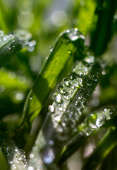 Early summer morning in the forest. The race on the leaves. After the rain drops on the leaves