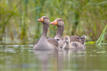Greylag goose family