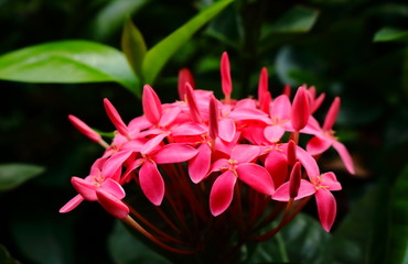 Fototapeta premium We are pink