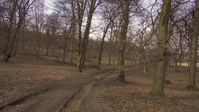 Wide view of a forest in winter with bare trees. Small vehicle trail leading toward a clearing in the distance. Hoia Baciu, Cluj-Napoca, Romania, famous for paranormal activity and reportedly haunted.